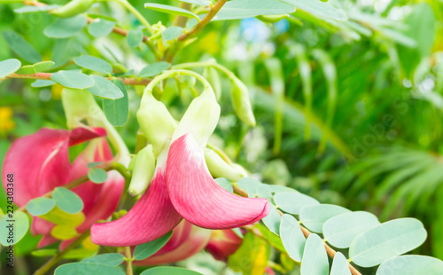 Red vegetable humming bird,sesban,sesbania grandiflora,Agasta, Leguminosae,organic food,cooking,Healing,medicine,herb photo