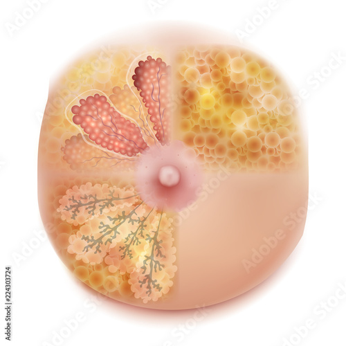 Female Breast anatomy and physiology structure detailed colorful realistic medical illustration on a white background