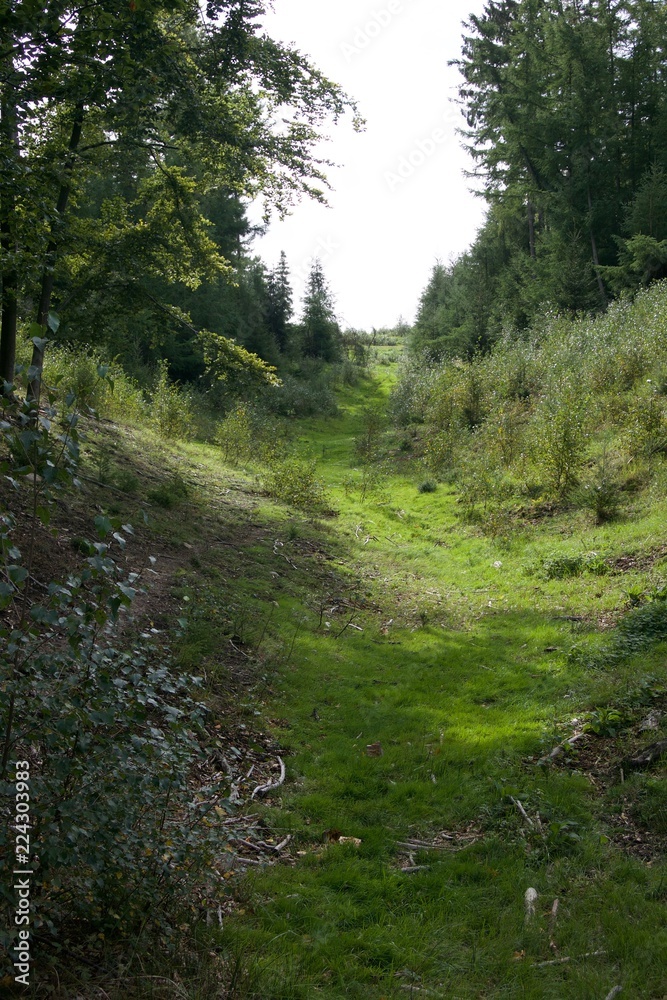 Forest with path Forest with path