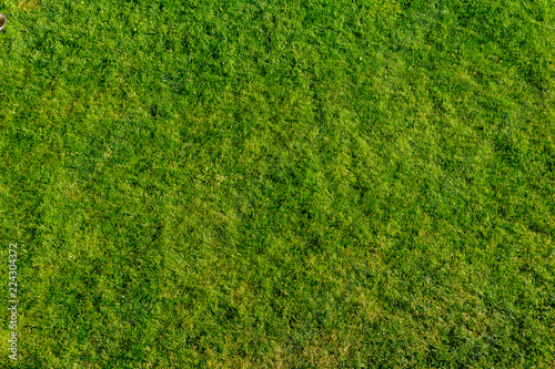 Background of fresh green grass