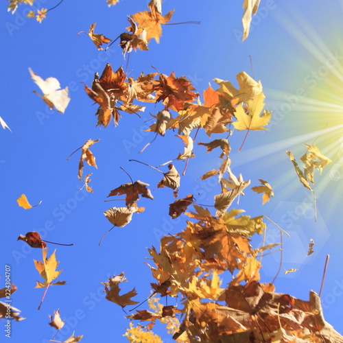 flying leaves in the air against blue sky in fall photo