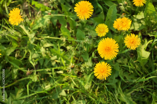 Beautiful yellow dandelions on spring day