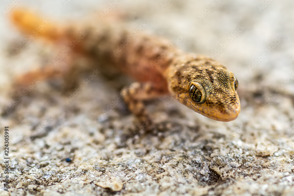 Naklejka premium Small lizard (Gicko) shot in macro mode