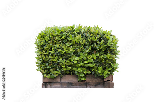 Shrub on a white background isolated.