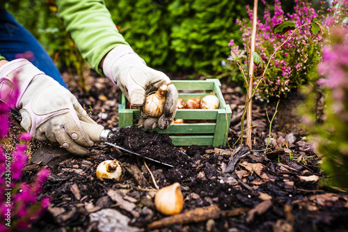 Autumn planting bulbs of flowers in the garden.