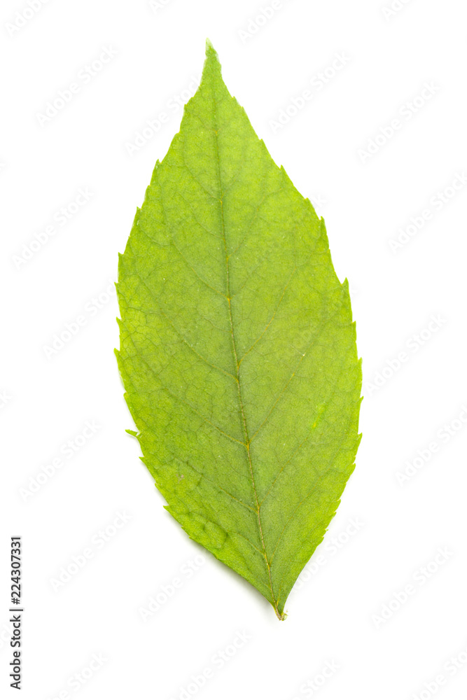 Collection of leaves isolated on a white background Collection of leaves isolated on a white background