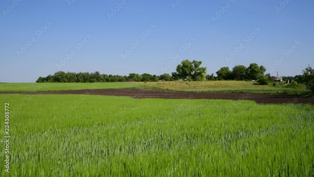 green wheat field in June and village houses in Russia green wheat field in June and village houses in Russia