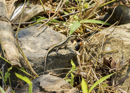 Little Skink setting on stone in nature background (Scincidae) photo