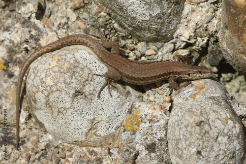 A stunning Wall Lizard (Podarcis muralis) warming up in the sun on a wall.