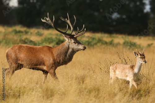 A magnificent Red Deer Stag (Cervus elaphus) and a Fallow Deer ( Dama dama) walking together in a field. © Sandra Standbridge