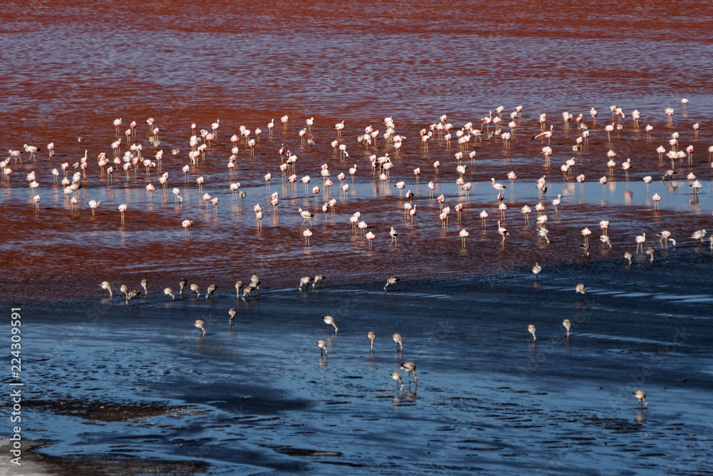 Fototapeta premium Flamingi 02