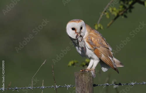 A stunning Barn Owl (Tyto alba) with a Common shrew (Sorex araneus) in its beak which it has just caught and is about to eat.