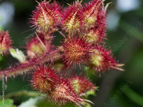 Japanese wineberry red