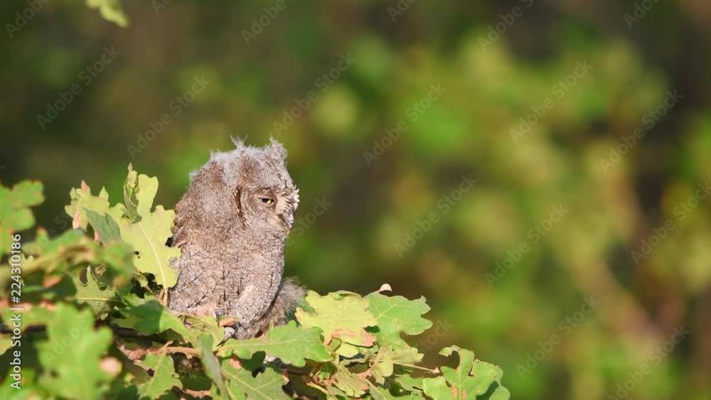 Young European scops owl (Otus scops) sitting on a branch