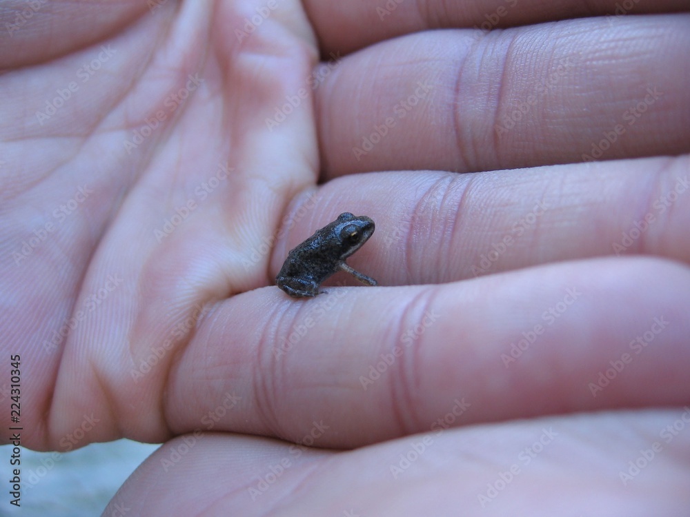 Ranita Mano - Little frog in hand