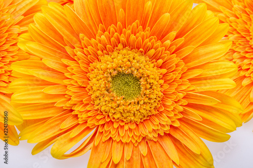 Fototapeta Naklejka Na Ścianę i Meble -  Subtle orange gerbera flowers on white background
