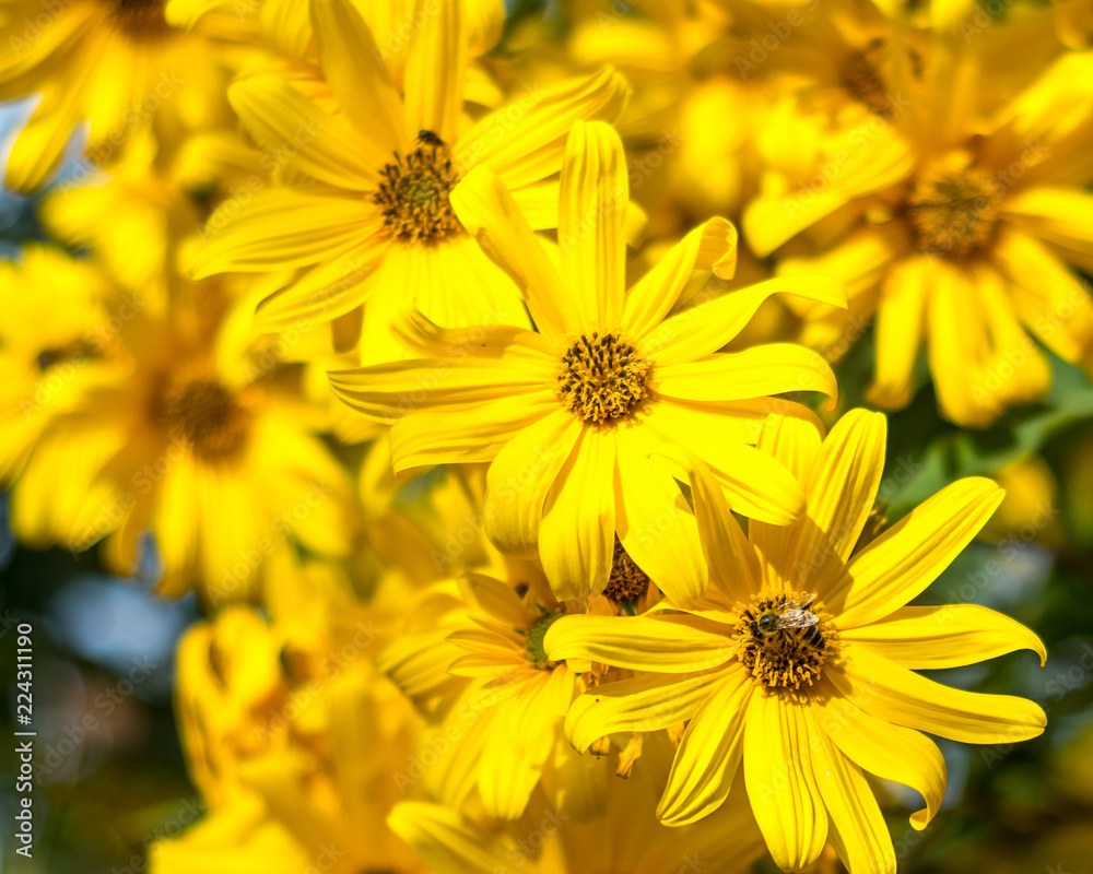 Fototapeta premium Bee collecting polen from yellow flowers