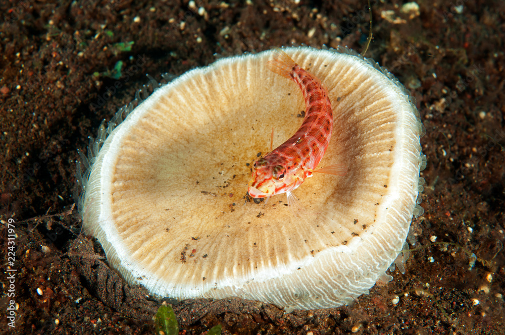 Fototapeta premium Red spotted sandperch, Parapercis schauinslandi, on a mushroom coral, Bali Indonesia.