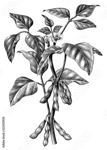Soy branch botanical hand draw vintage clip art isolated on white background