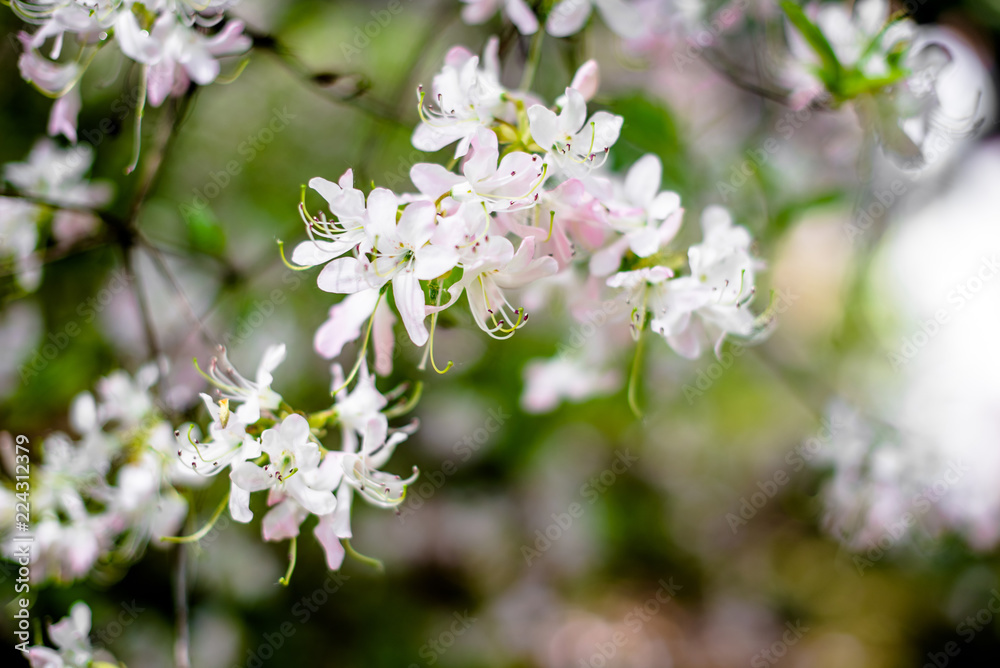 White rhododendron blooms against the background of green grass White rhododendron blooms against the background of green grass
