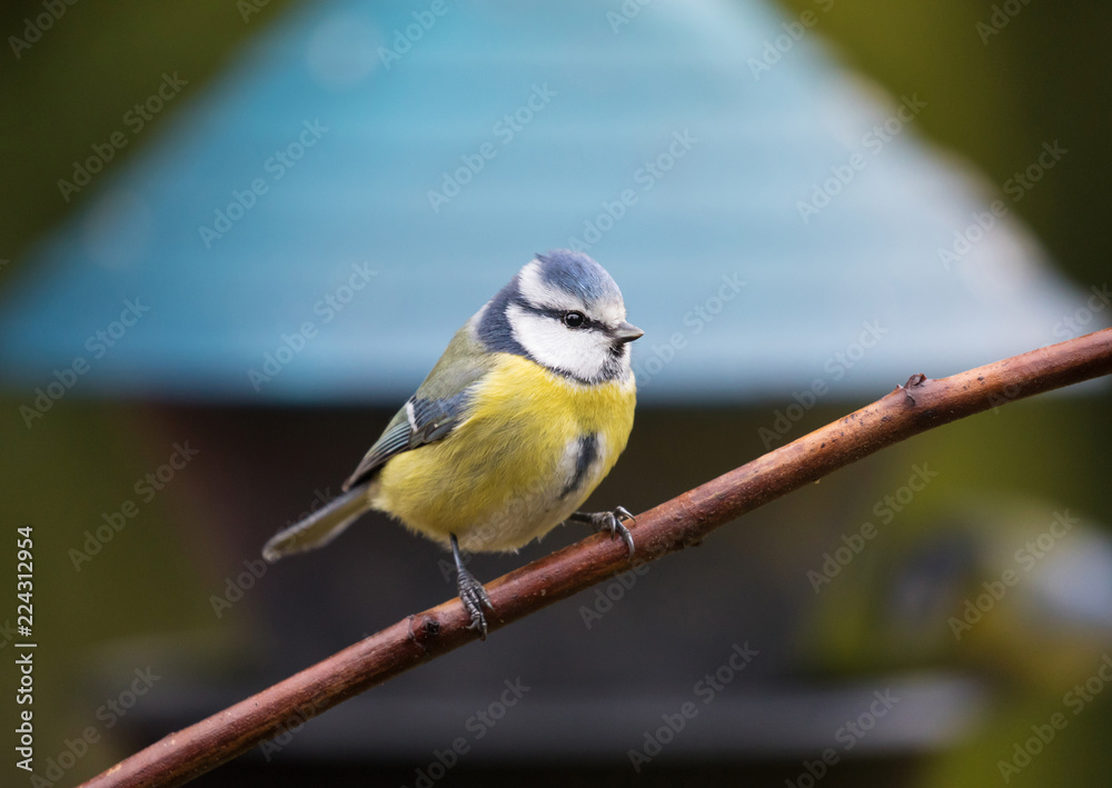 Blue tit