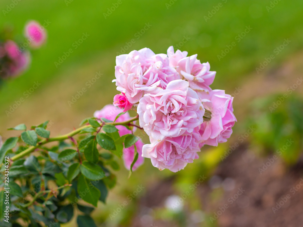 Rose Bush with several pink roses Rose Bush with several pink roses