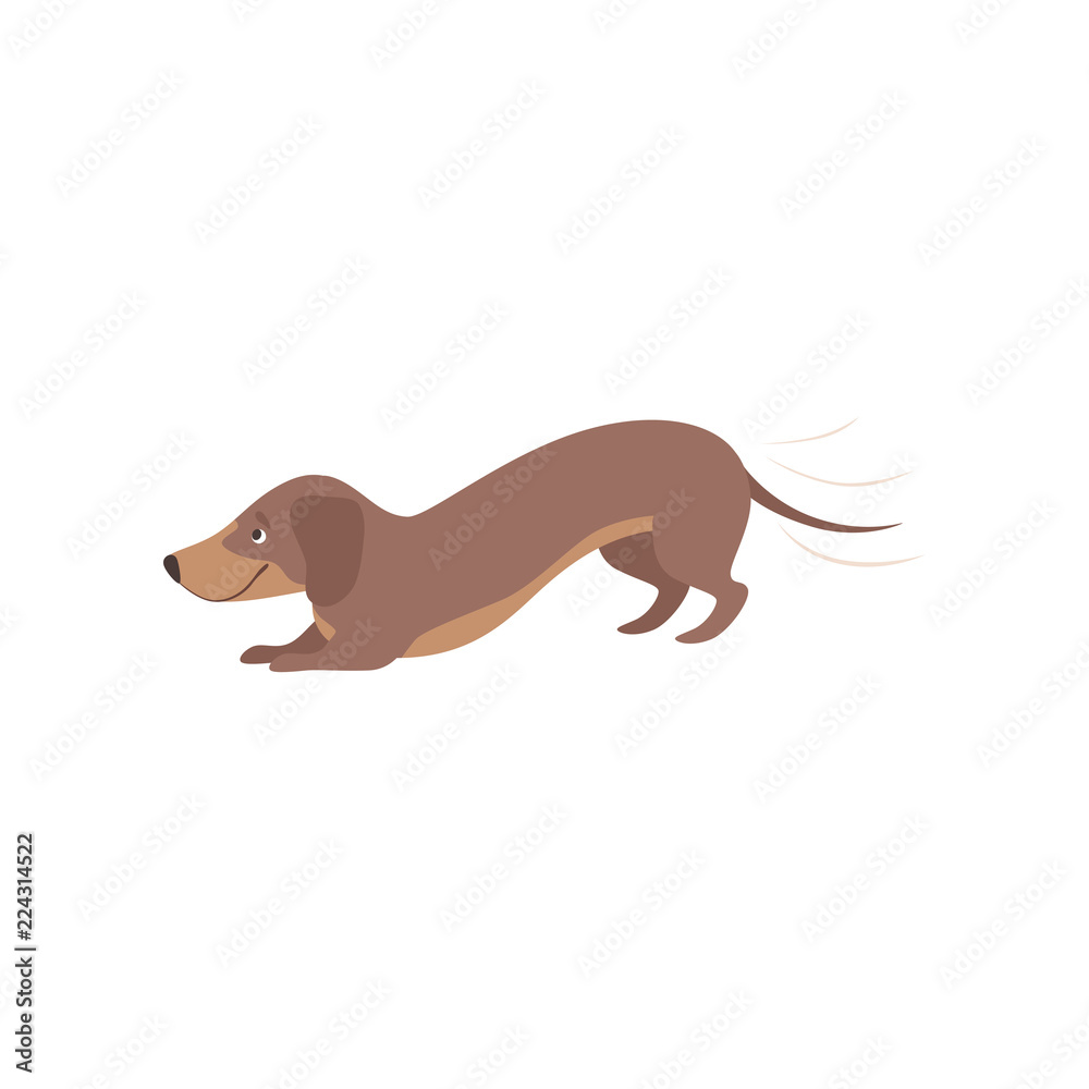 Purebred playful brown dachshund dog vector Illustration on a white background