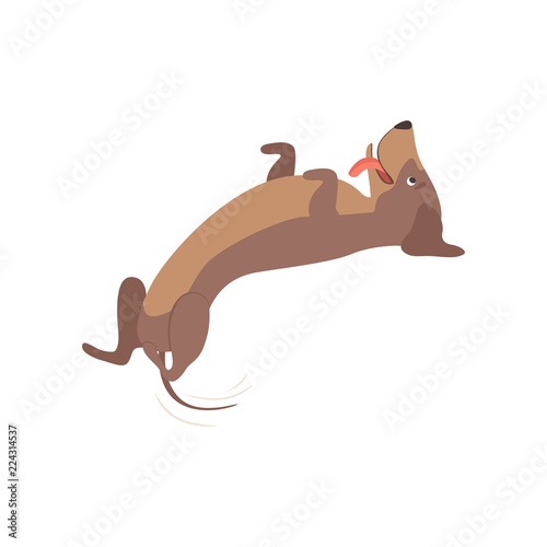 Purebred playful brown dachshund dog lying on his back vector Illustration on a white background