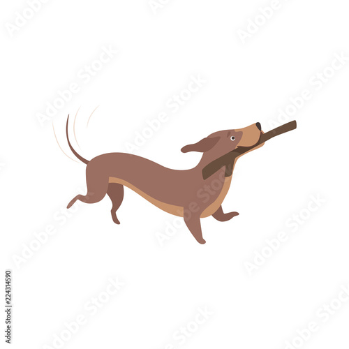 Purebred brown dachshund dog playing with stick vector Illustration on a white background
