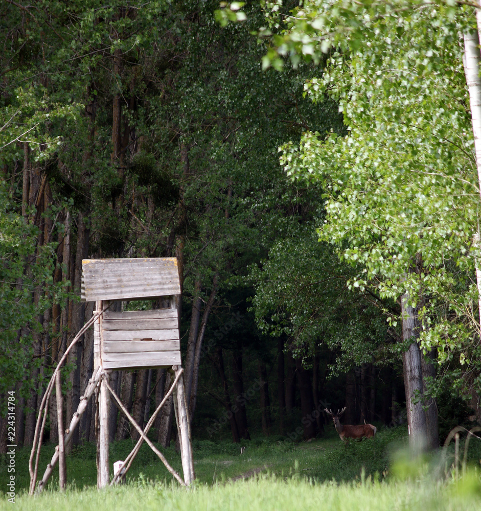 Naklejka premium Hunting hut and deer in forest