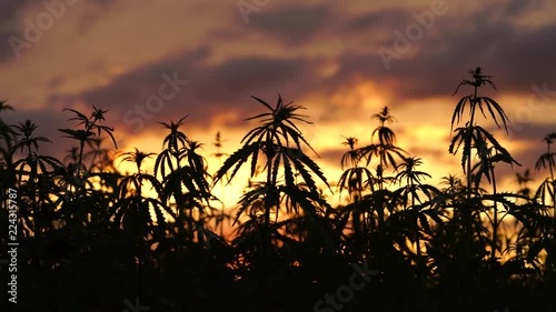 Marijuana field in the amazing sunset background.