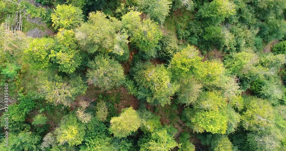 Woodland background, trees viewed from above with forward movement. Aerial view. Woodland background, trees viewed from above with forward movement. Aerial view.