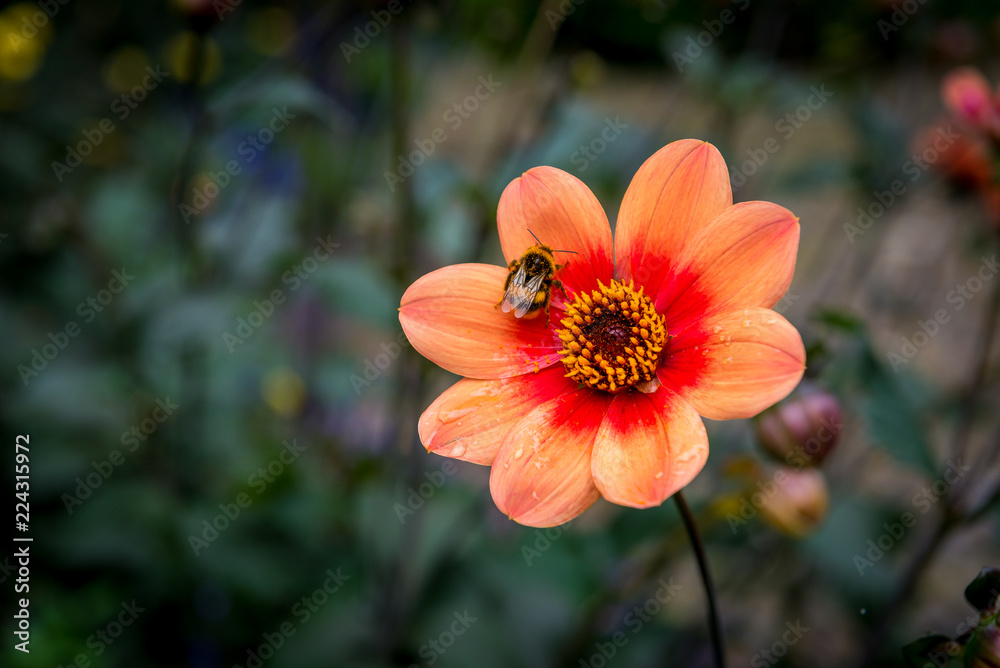Hummel auf roter Blume Hummel auf roter Blume