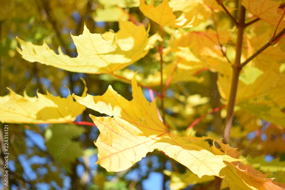 Fototapeta premium autumn colors