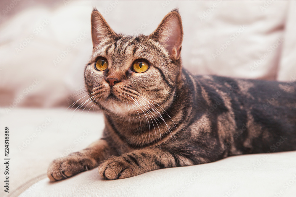 British Short hair cat with bright yellow eyes sitting on the blurred sofa. Tebby color, indoors, light British Short hair cat with bright yellow eyes sitting on the blurred sofa. Tebby color, indoors, light