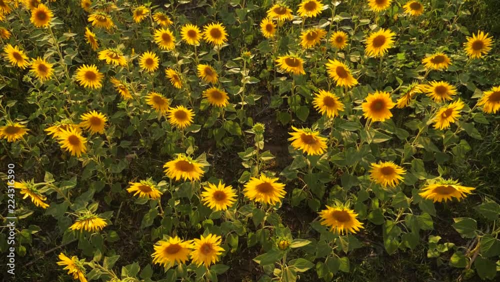 Sunset over the field of sunflowers against a cloudy sky. harvesting agriculture sunflowers field concept nature. Beautiful summer landscape agriculture. slow motion video. field of blooming