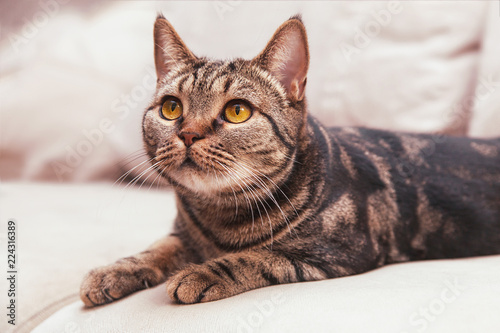 British Short hair cat with bright yellow eyes sitting on the blurred sofa. Tebby color, indoors, light