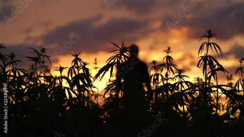 Marijuana field in the amazing sunset background.