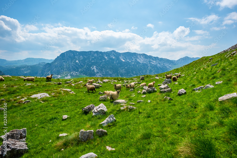 flock of sheep grazing on valley with small stones in Durmitor massif, Montenegro
