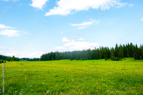 green valley with trees and cloudy sky in Durmitor massif, Montenegro