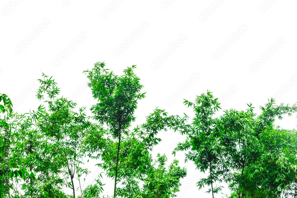 Obraz premium Green leaf on white background.