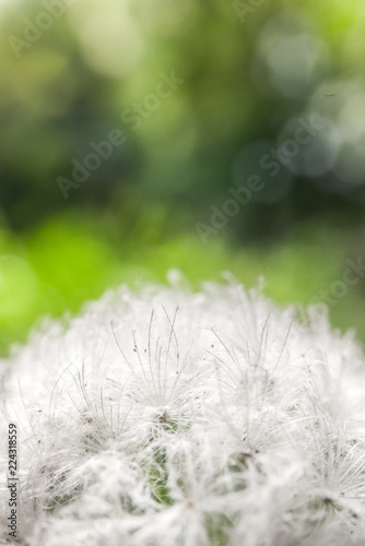 Nice cactus flower macro shot