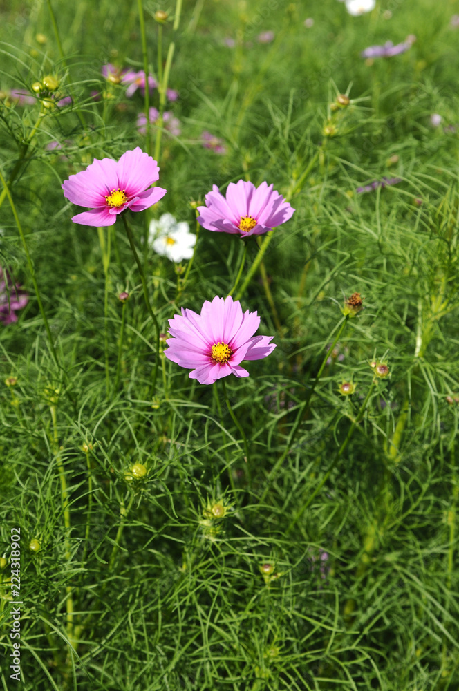 ピンクのコスモスの花 ピンクのコスモスの花