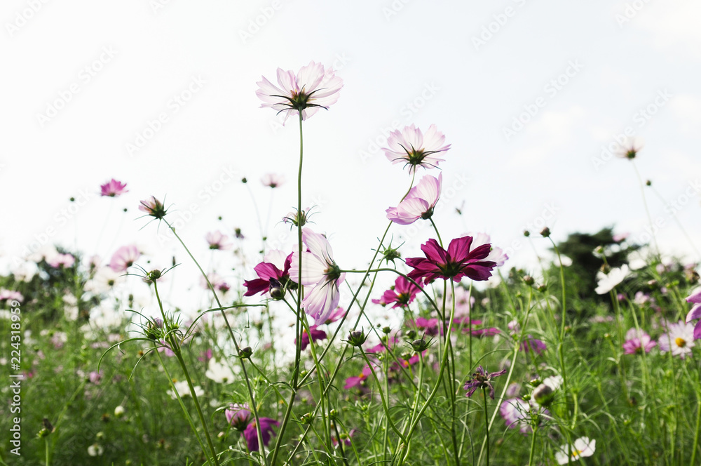 ピンクのコスモスの花