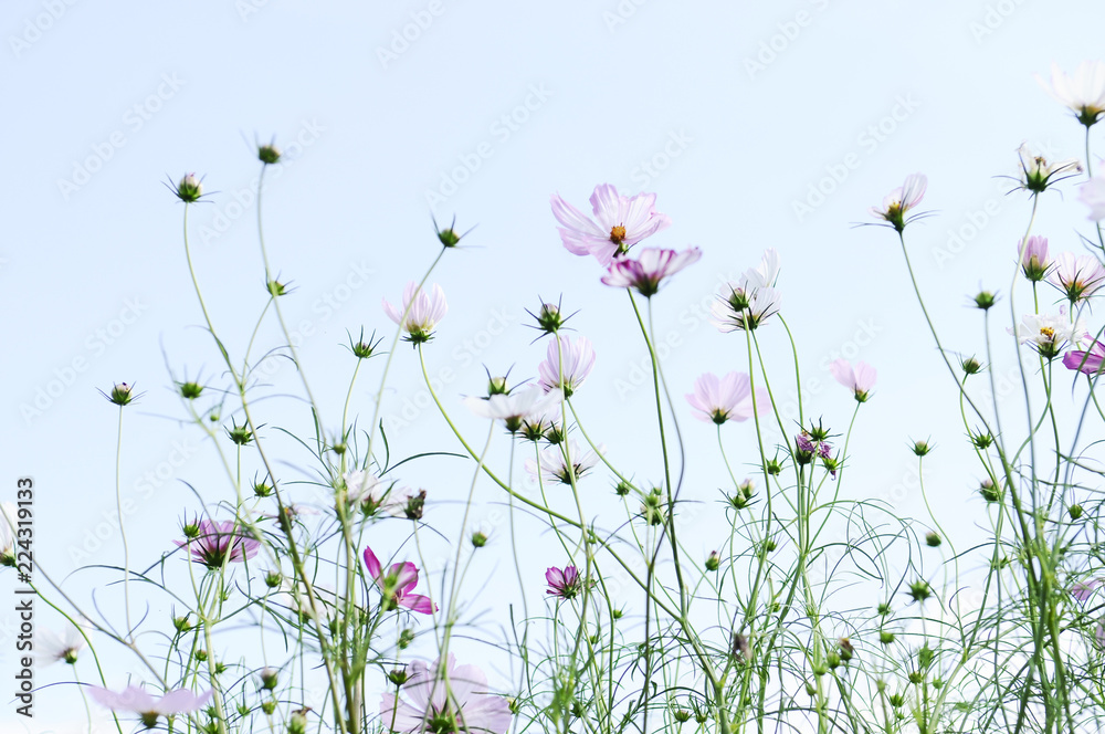 Fototapeta premium ピンクのコスモスの花