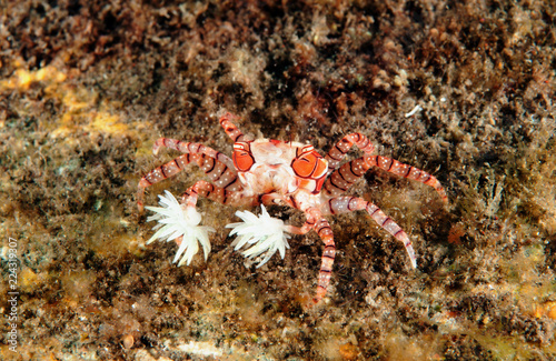 Boxer crab, Lybia tesselata, with defensive anemones attached her arms. Bali Indonesia.