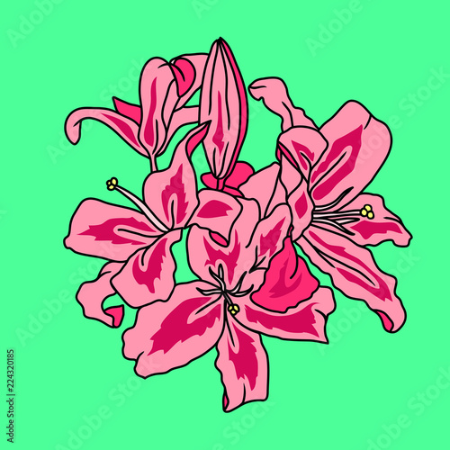 Fototapeta Naklejka Na Ścianę i Meble -  Pink lily flowers digital sketch isolated on green background. Vector flower illustration.