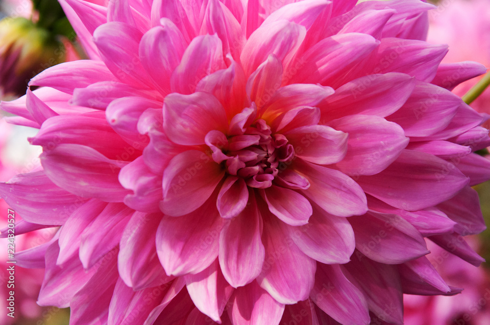 dahlia pink flower dahlia pink flower