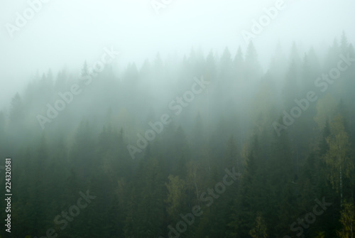 Blurred landscape - gloomy mountain forest covered with fog