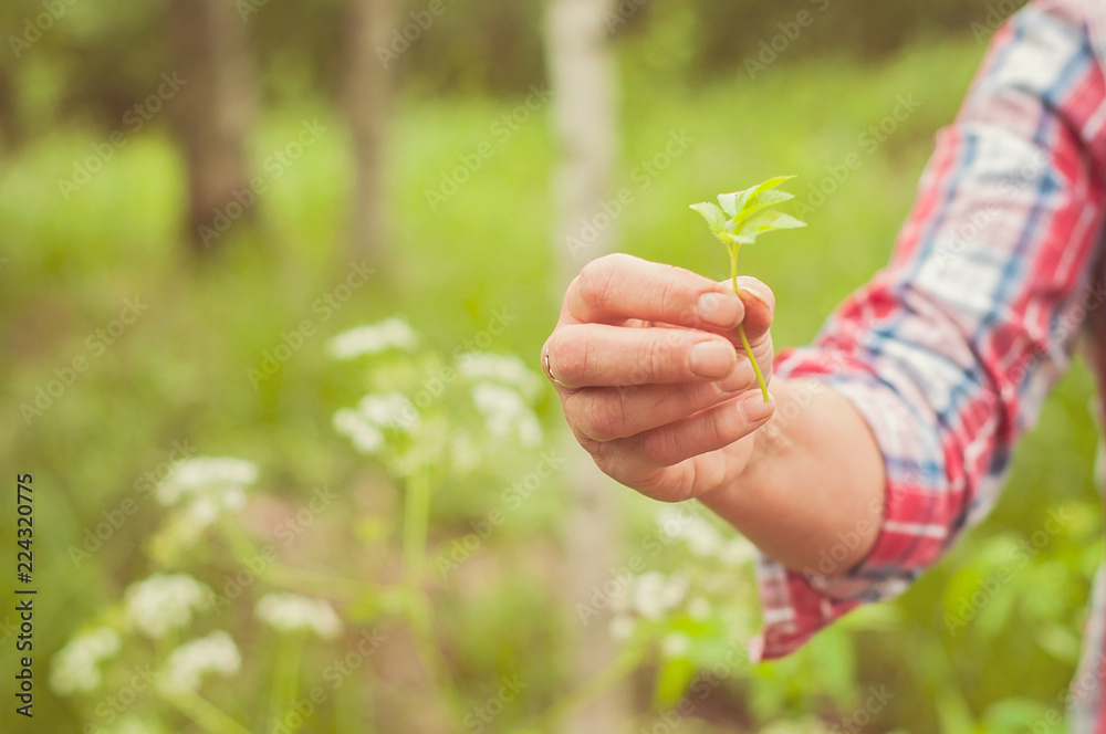 A woman showing an eatable plant. A Finnish nature offers lots of clean raw food which is ecological, healthy and nutritious, straight from the nature A woman showing an eatable plant. A Finnish nature offers lots of clean raw food which is ecological, healthy and nutritious, straight from the nature
